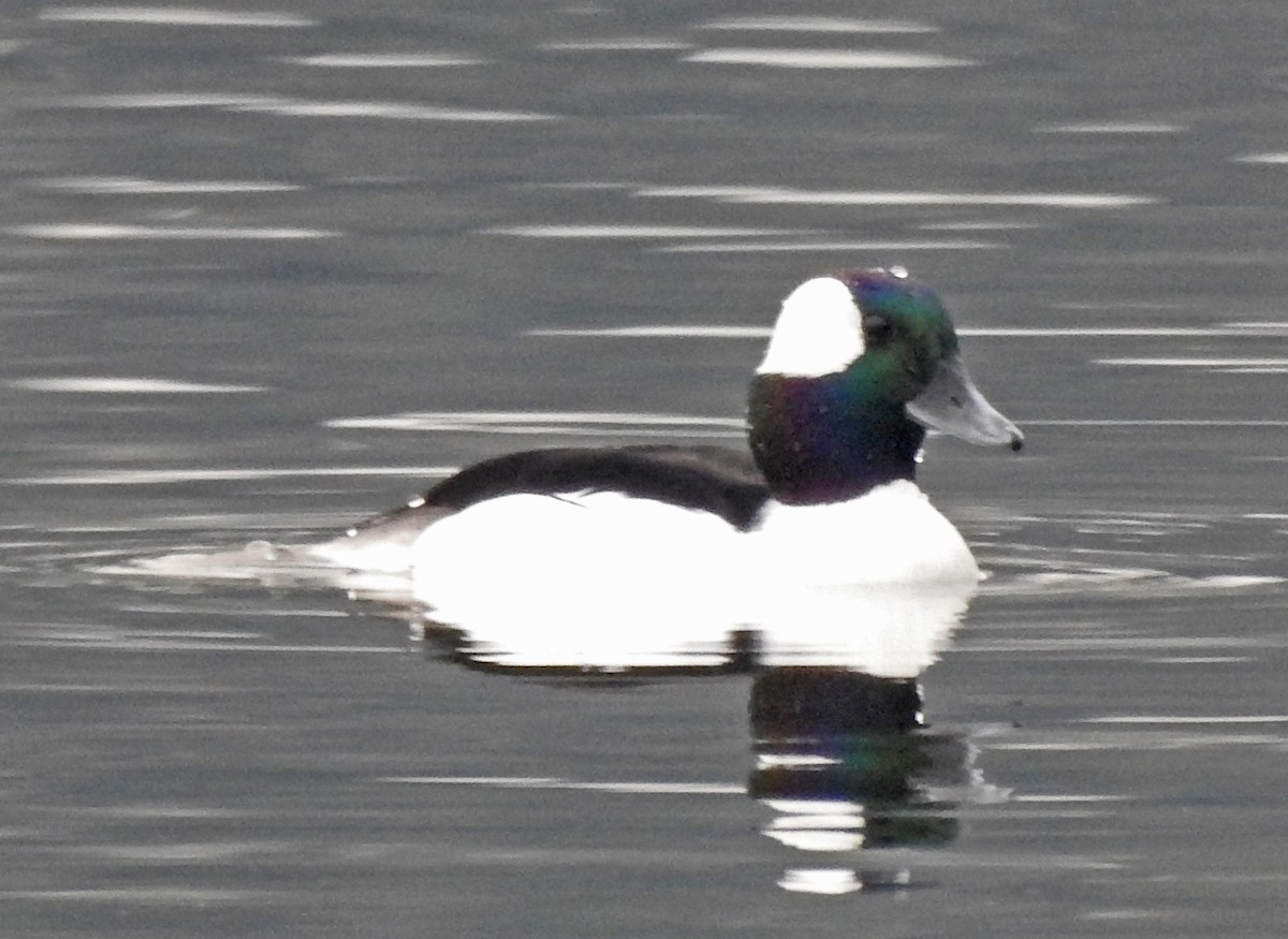 Bufflehead - Jim Scott