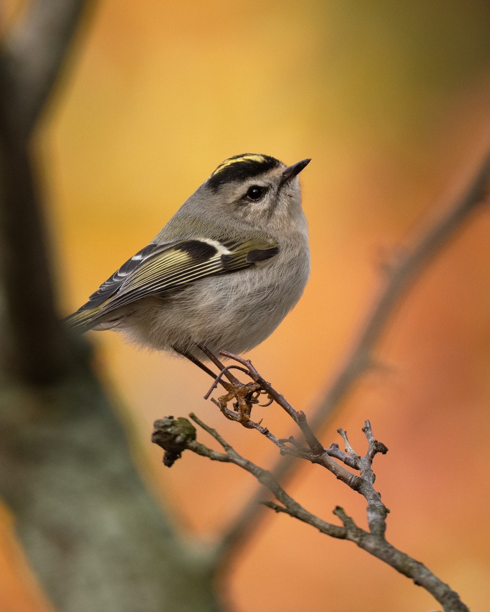 Golden-crowned Kinglet - ML279652141