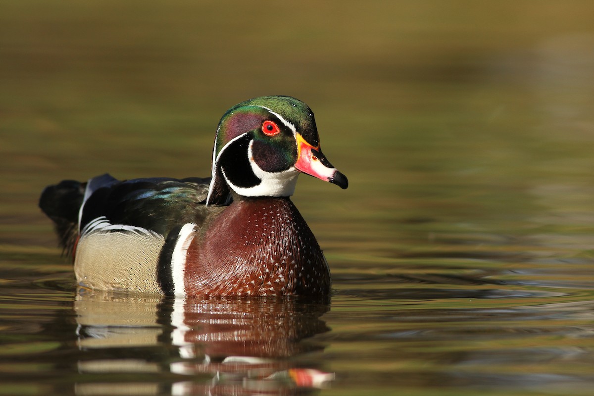 Wood Duck - ML27965221