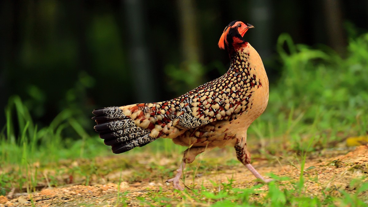 Cabot's Tragopan - ML279652991