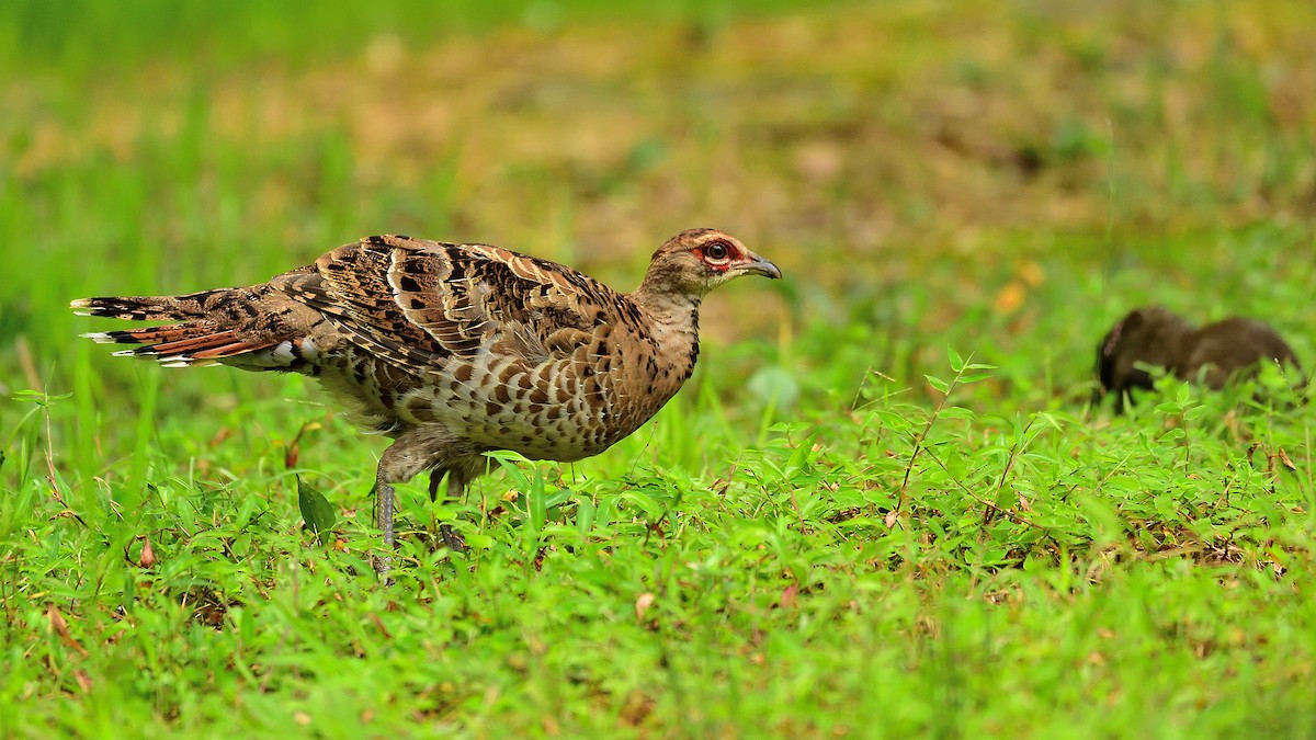 Elliot's Pheasant - xiwen CHEN