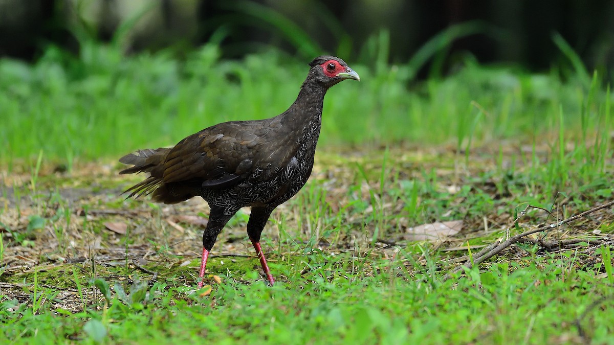 Silver Pheasant - ML279653071