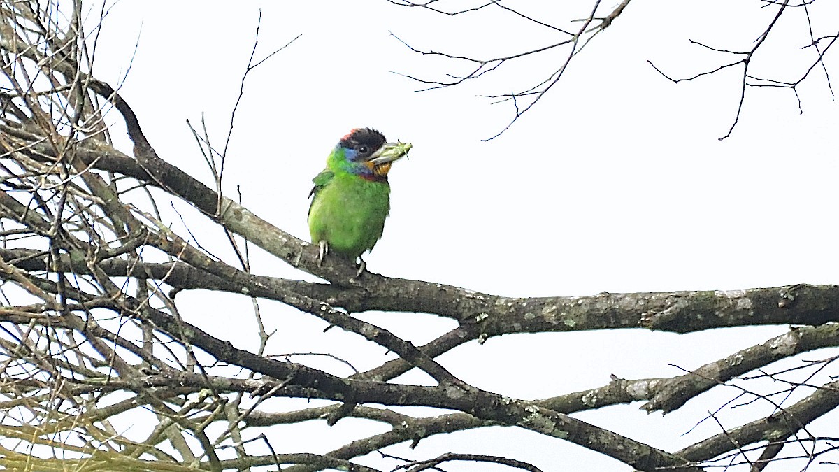 barbet chajnanský - ML279653341