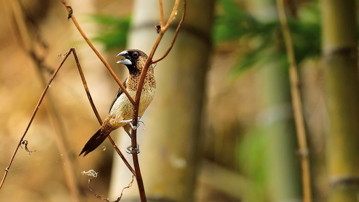 White-rumped Munia - ML279653411