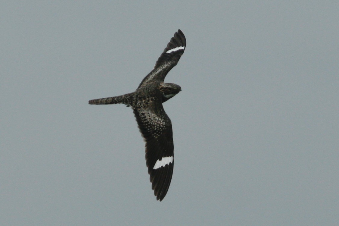 Common Nighthawk - ML279654351