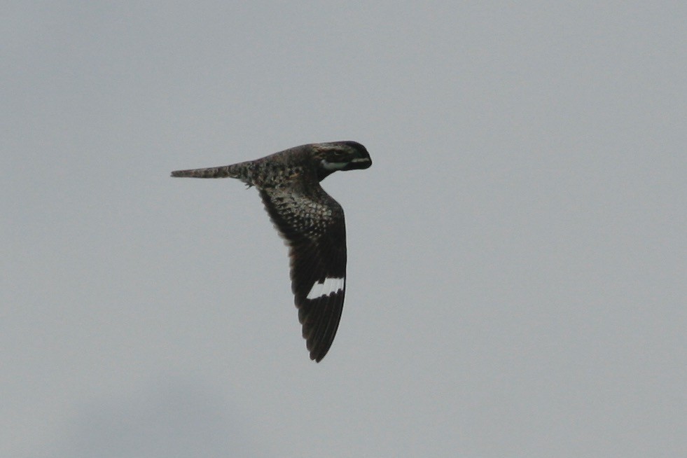 Common Nighthawk - ML279654361