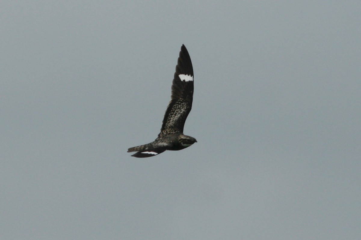 Common Nighthawk - ML279654371