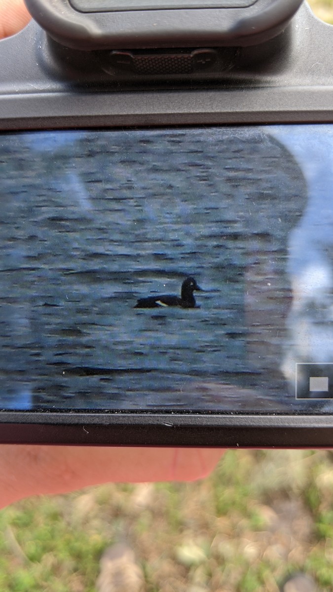 White-winged Scoter - Adrian Smith