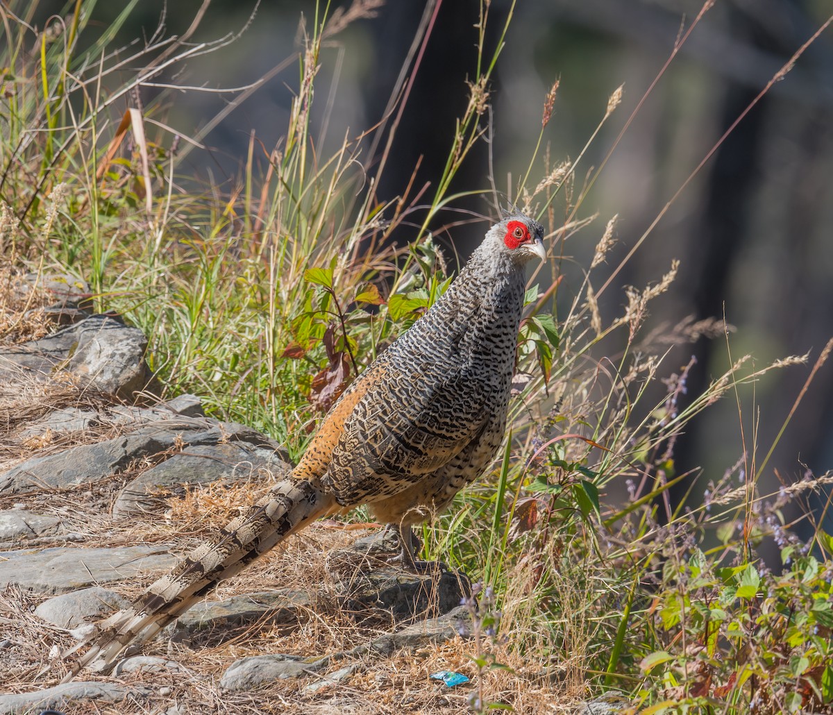 Cheer Pheasant - Harish Thangaraj