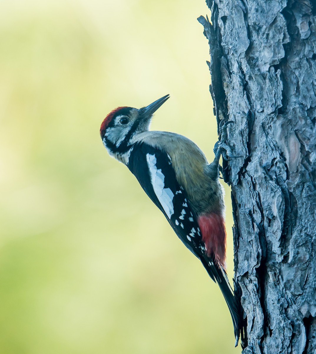 Himalayan Woodpecker - Harish Thangaraj