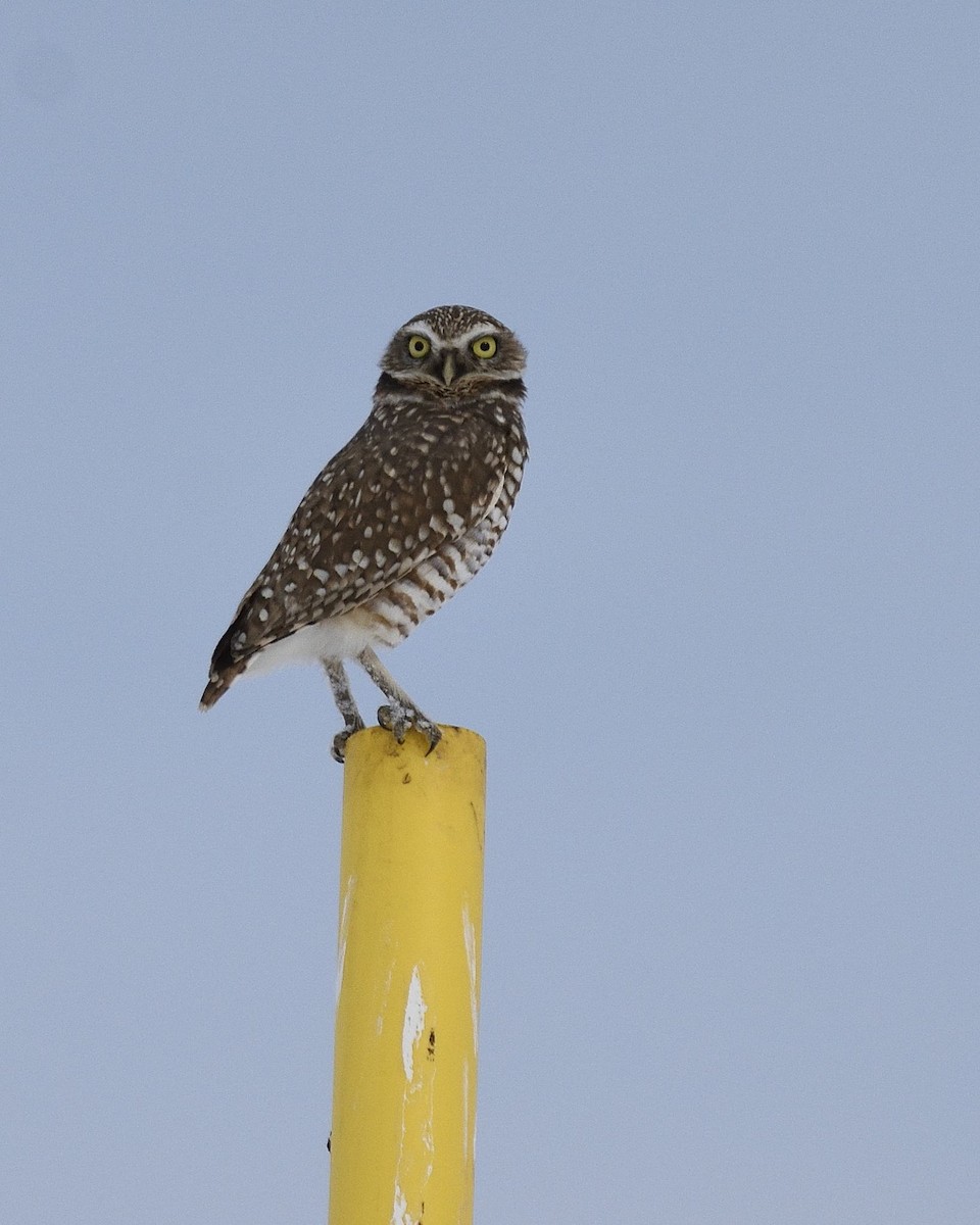 Burrowing Owl - ML279656291