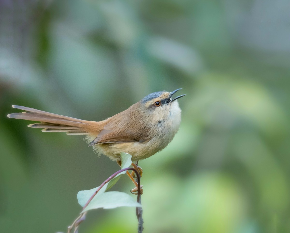 Gray-crowned Prinia - Harish Thangaraj