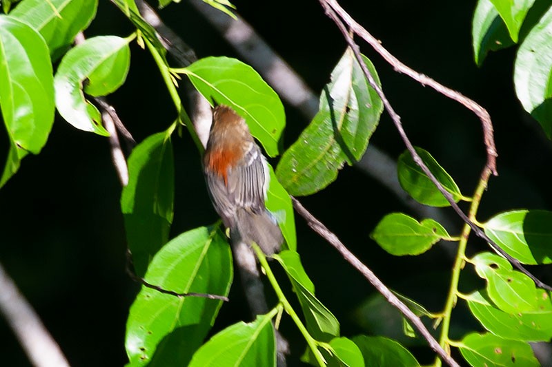 Ash-winged Antwren - ML279656461