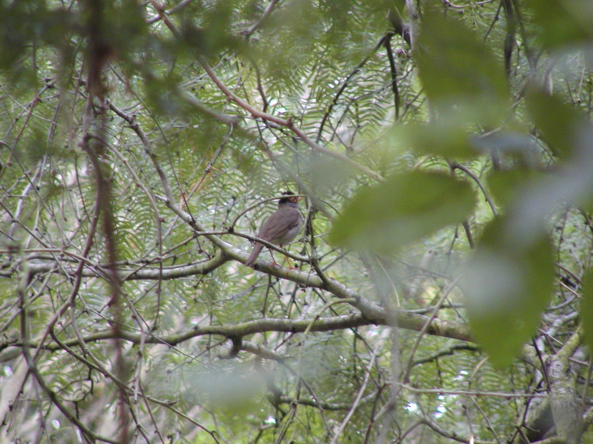 Black-headed Nightingale-Thrush - Jim Sinclair