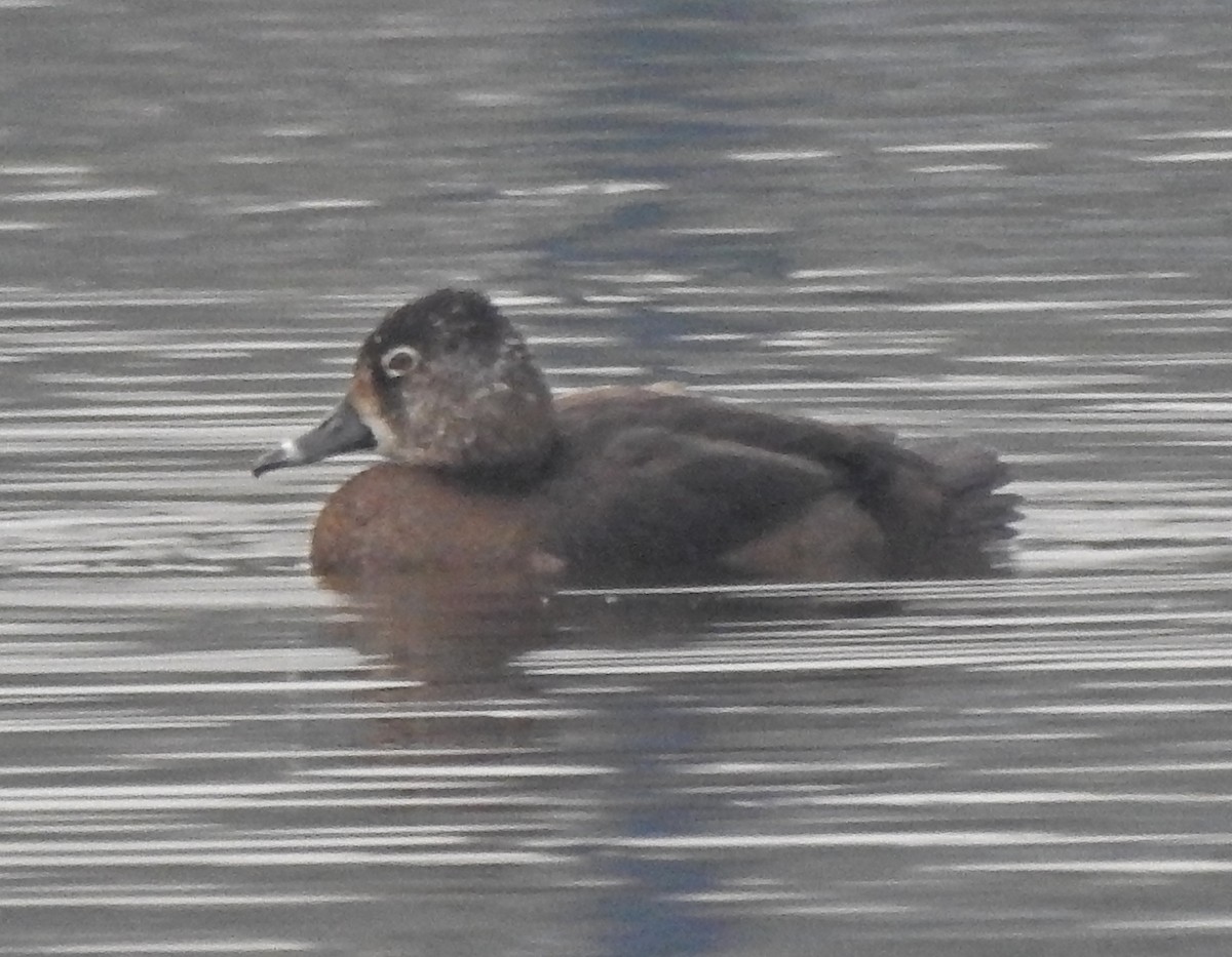 Ring-necked Duck - Jim Scott