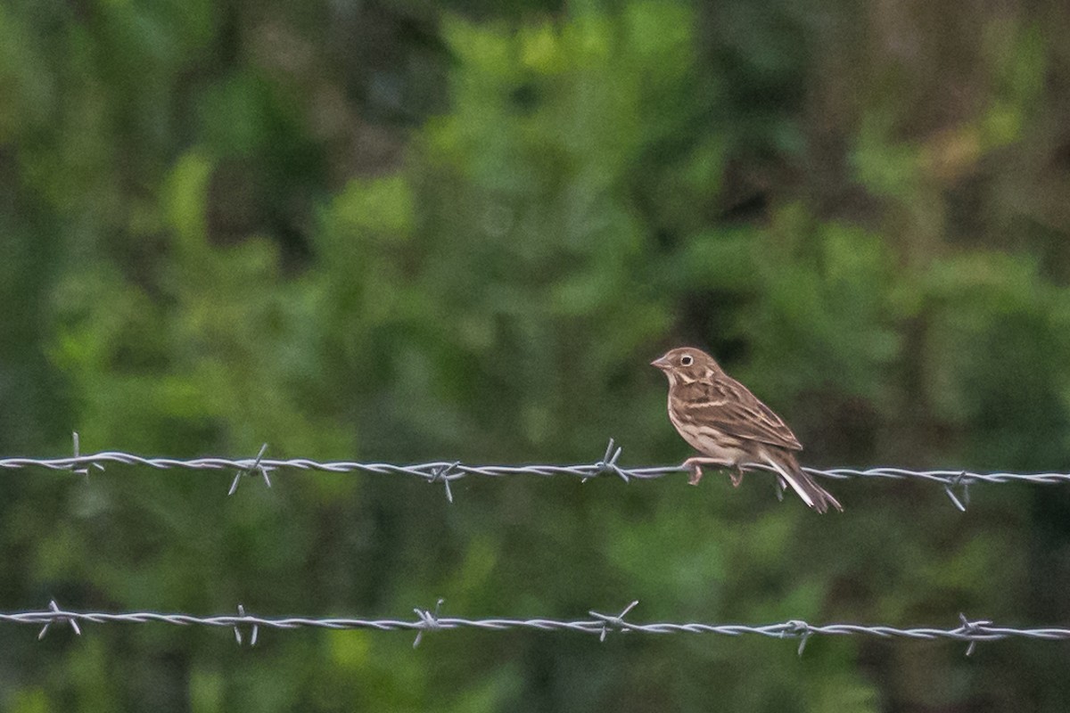 Vesper Sparrow - ML279658481