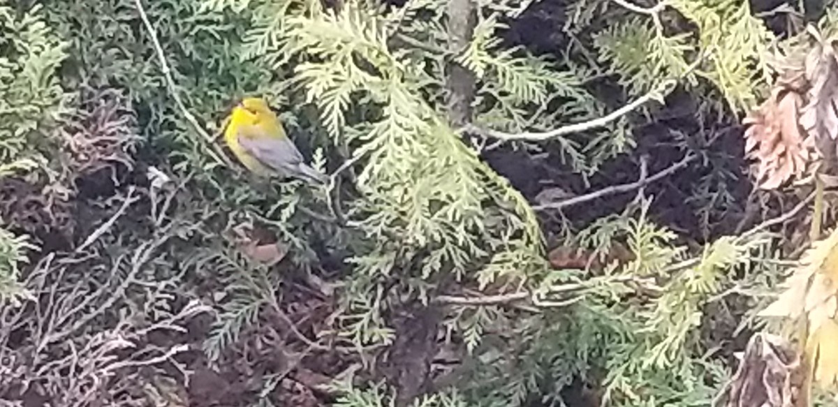 Prothonotary Warbler - OFNC eBird