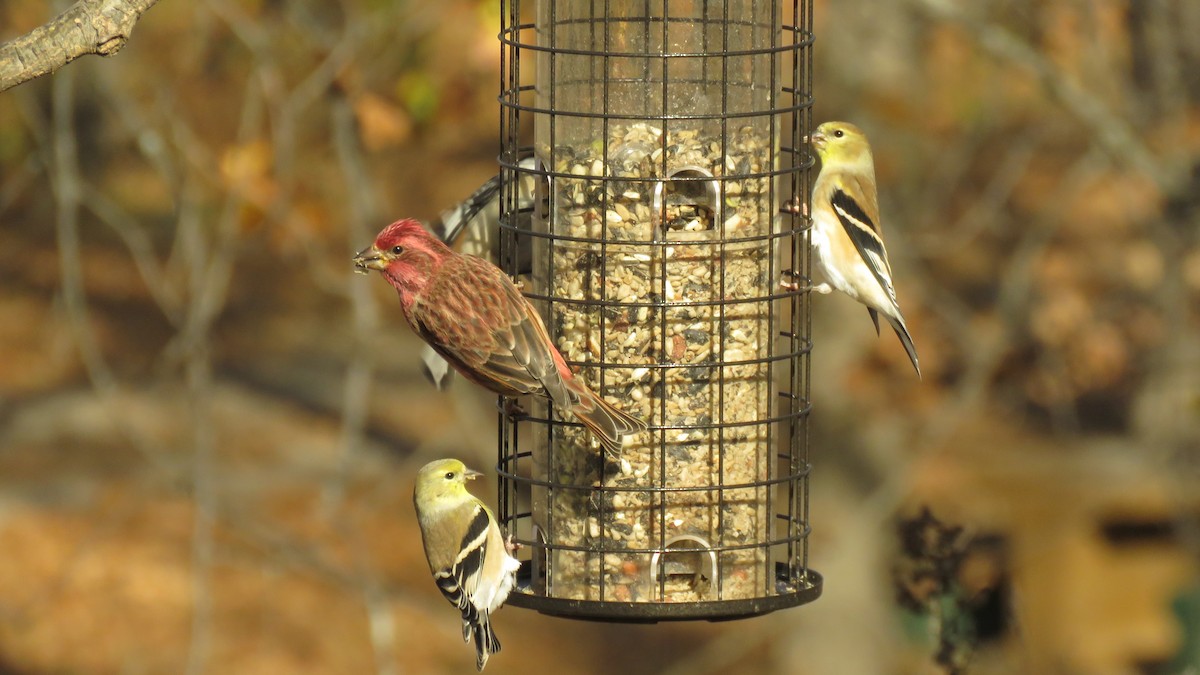 Purple Finch - ML279667171