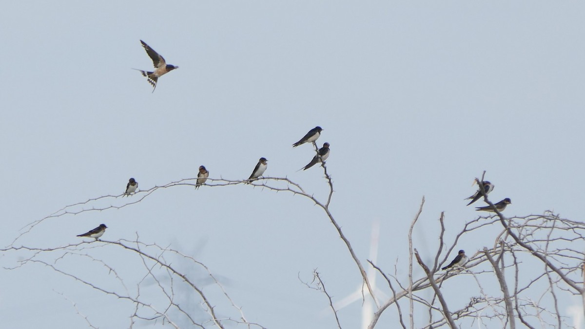 Barn Swallow - ML279667191