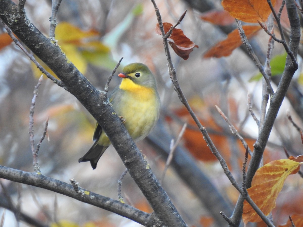 Red-billed Leiothrix - ML279667231