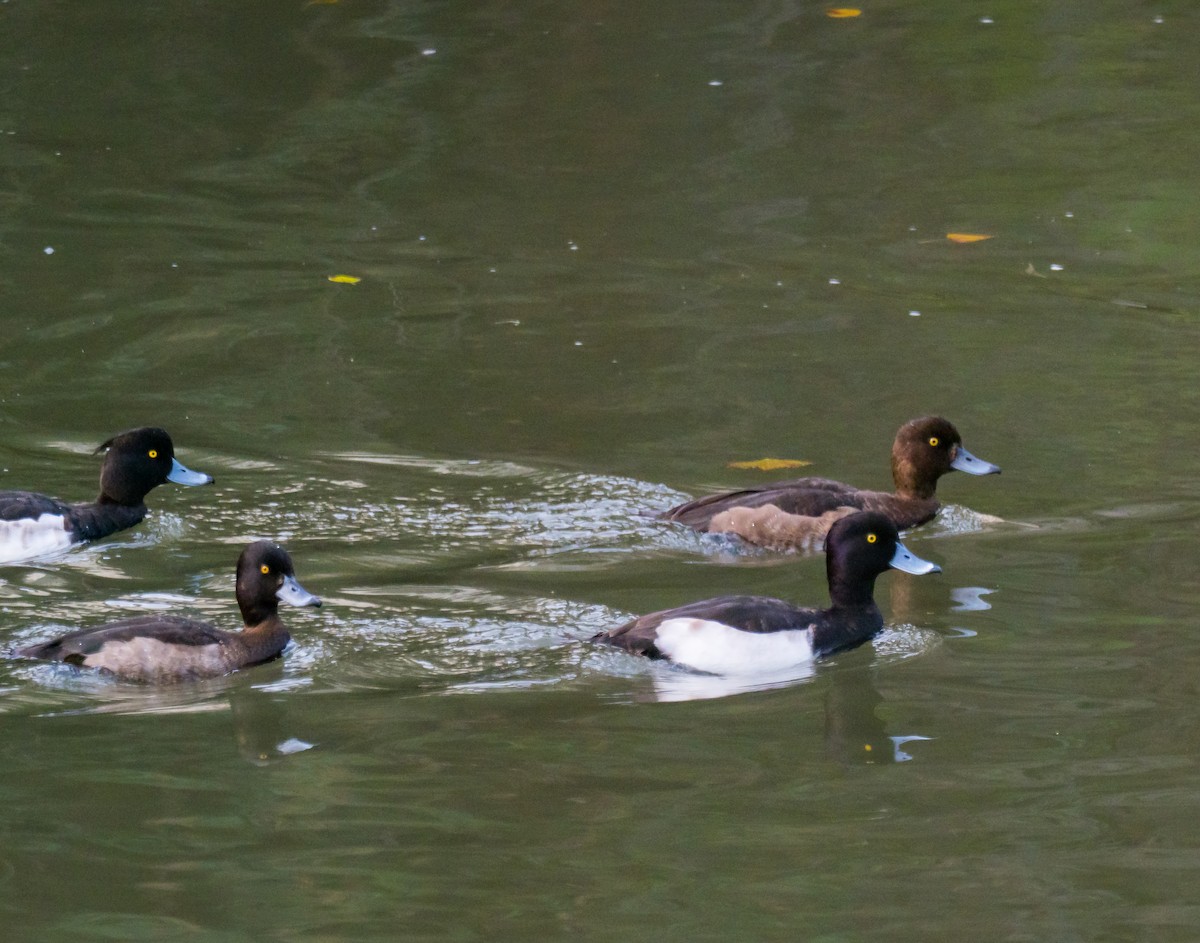 Tufted Duck - Toni Ferrer