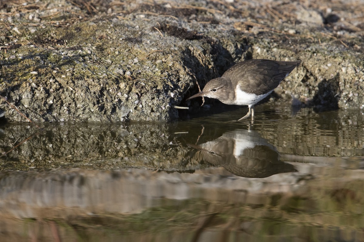 Spotted Sandpiper - Michael Stubblefield