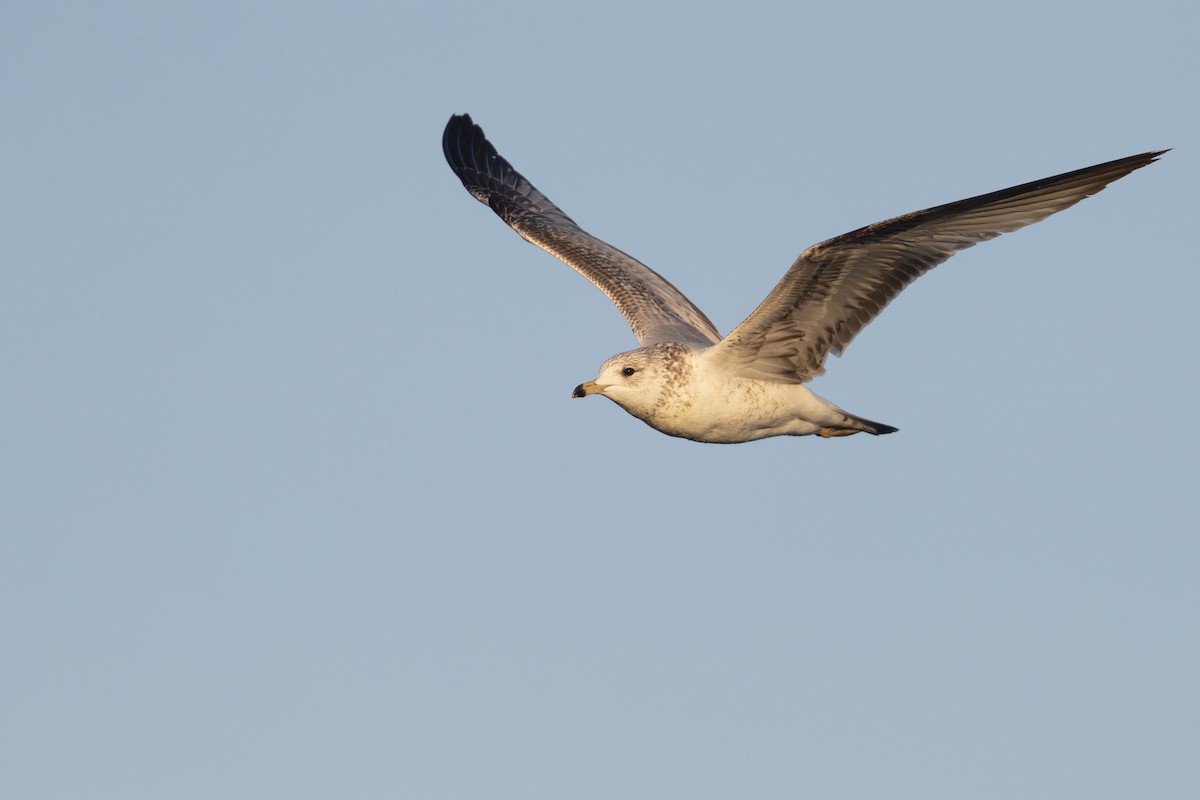 Ring-billed Gull - Michael Stubblefield