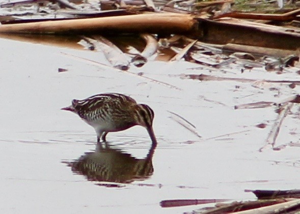 Wilson's Snipe - ML27966941