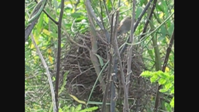 Rio Orinoco Spinetail - ML279669901