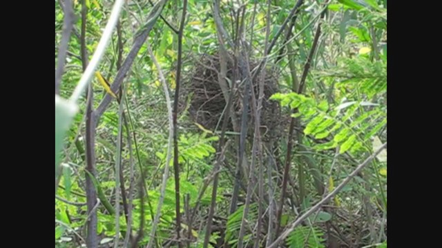 Rio Orinoco Spinetail - ML279670291