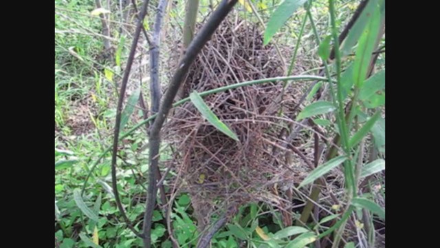 Rio Orinoco Spinetail - ML279670841