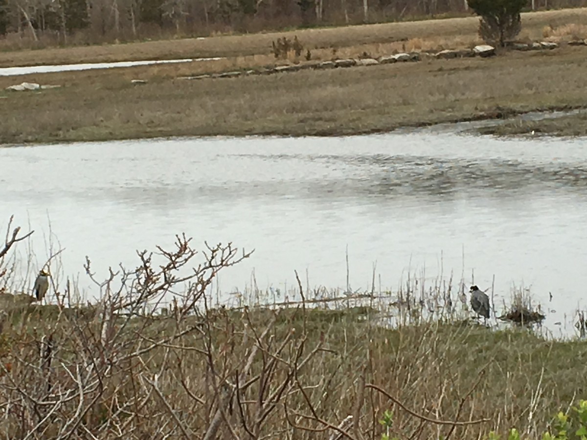 Yellow-crowned Night Heron - ML27967201