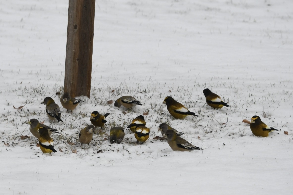 Evening Grosbeak - ML279672641