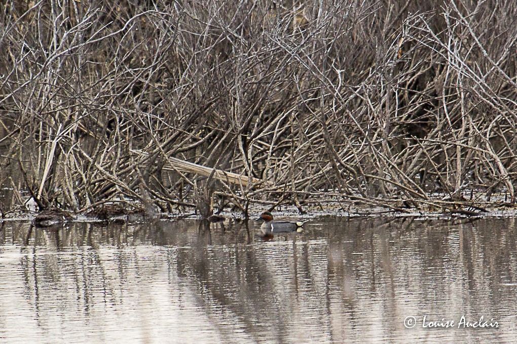 Green-winged Teal - Louise Auclair