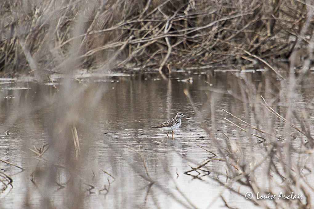 Greater Yellowlegs - ML27967811