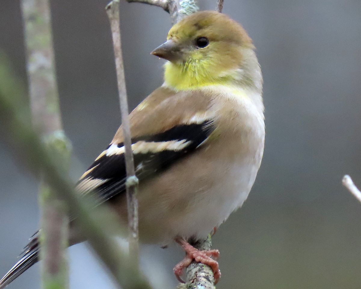American Goldfinch - ML279679661