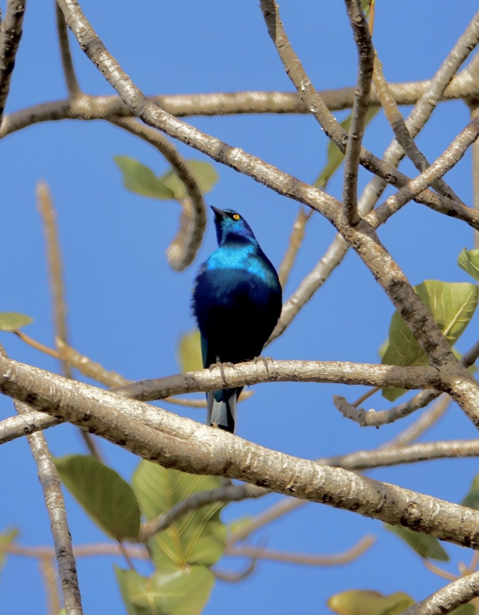 Greater Blue-eared Starling - Howie Nielsen