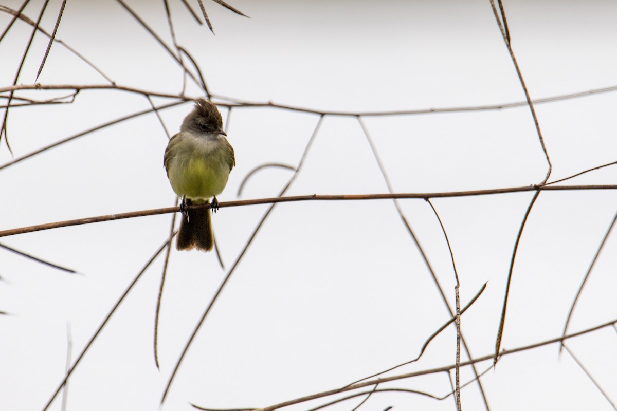 Yellow-bellied Elaenia - ML279680321