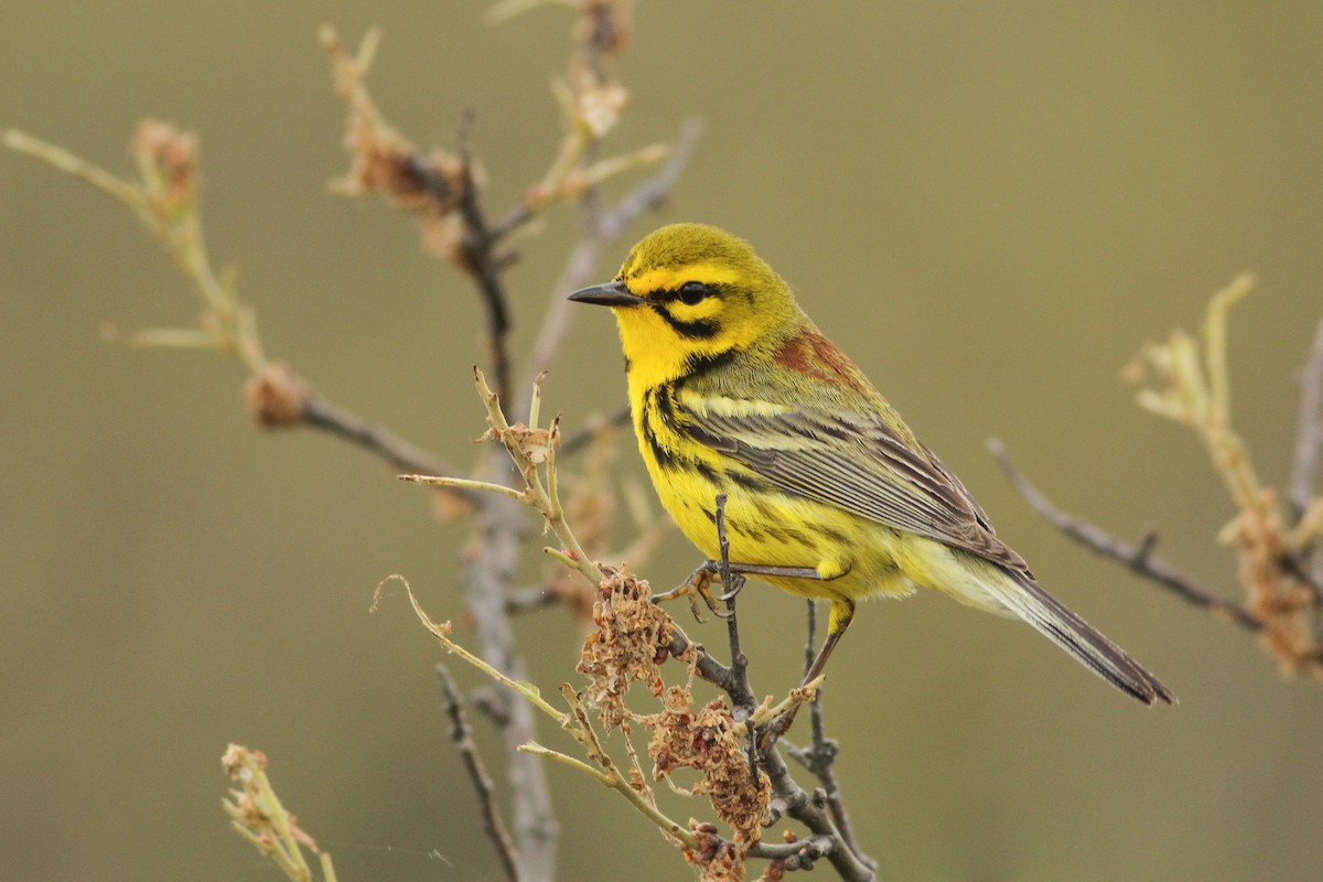 Prairie Warbler - ML27968071