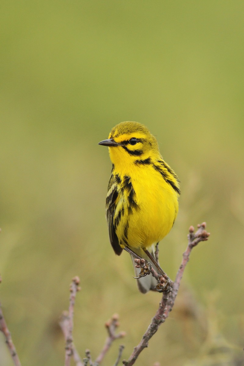 Prairie Warbler - ML27968091