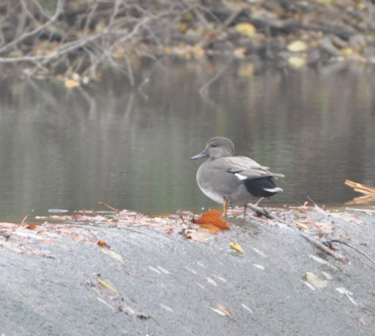 Gadwall - ML279681711