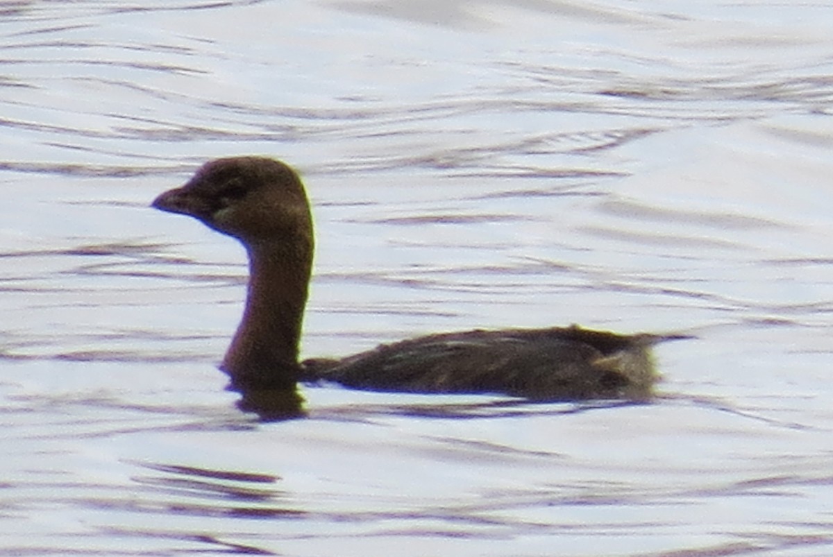 Pied-billed Grebe - ML279682581