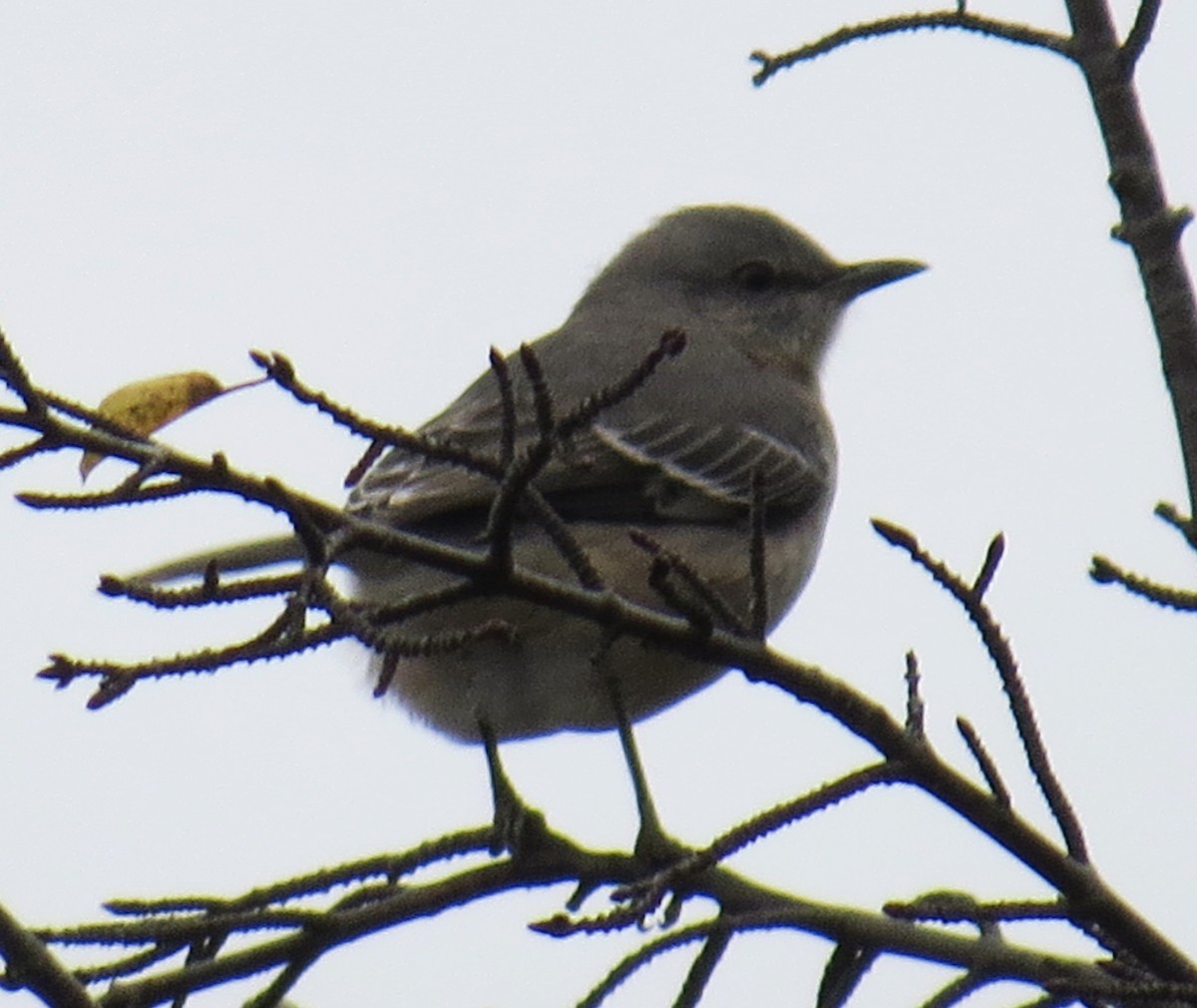 Northern Mockingbird - ML279682621