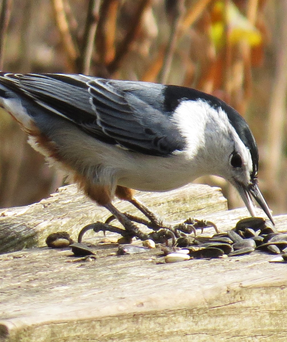 White-breasted Nuthatch - ML279682641