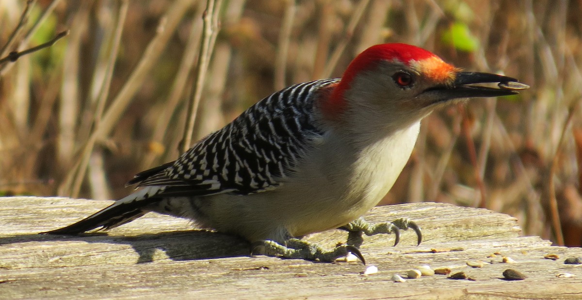 Red-bellied Woodpecker - ML279682731
