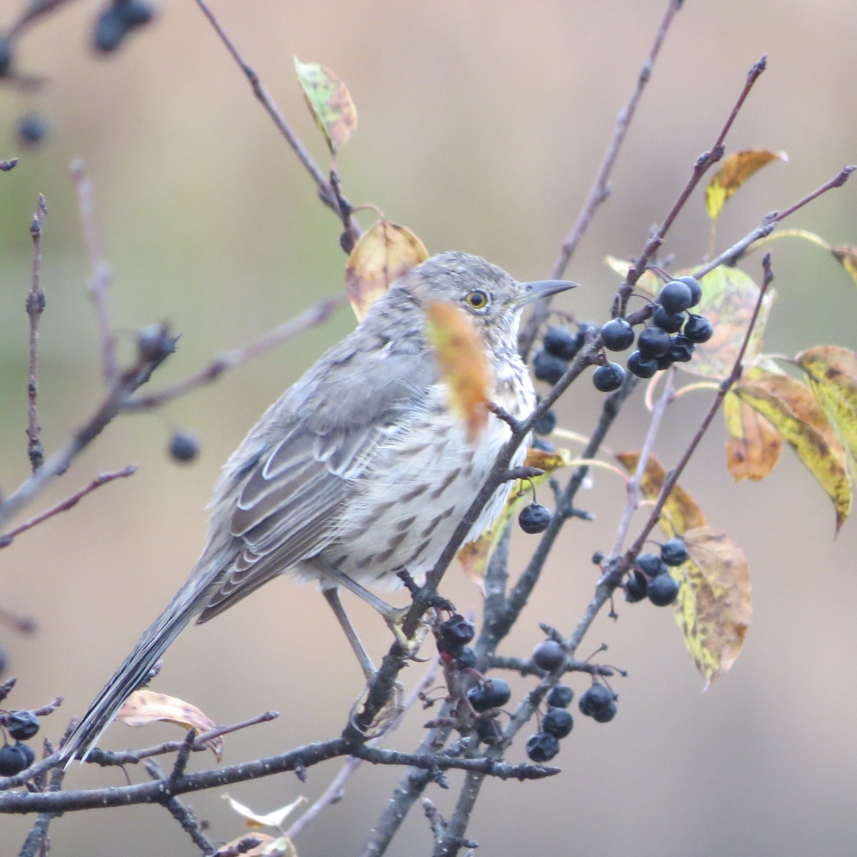 Sage Thrasher - ML279683841