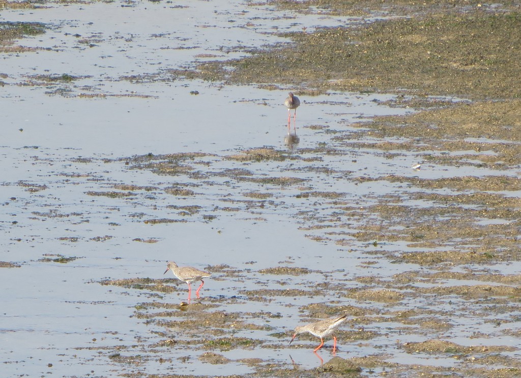 Common Redshank - ML279683881
