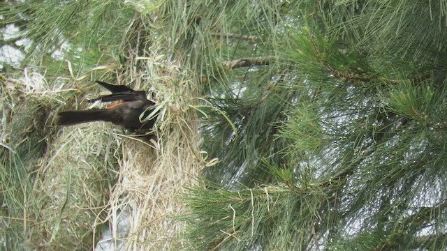 Red-rumped Cacique - ML279684441