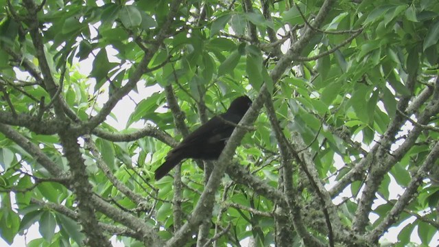 Red-rumped Cacique - ML279684741