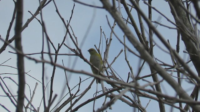 Purple-throated Euphonia - ML279684911